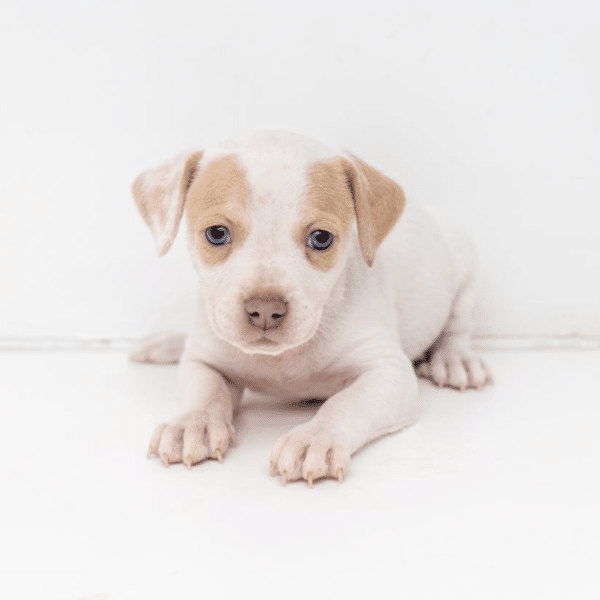 Phoebe, an adorable 1 month old, light brown and white Hound puppy available for adoption at Animal haven in New York